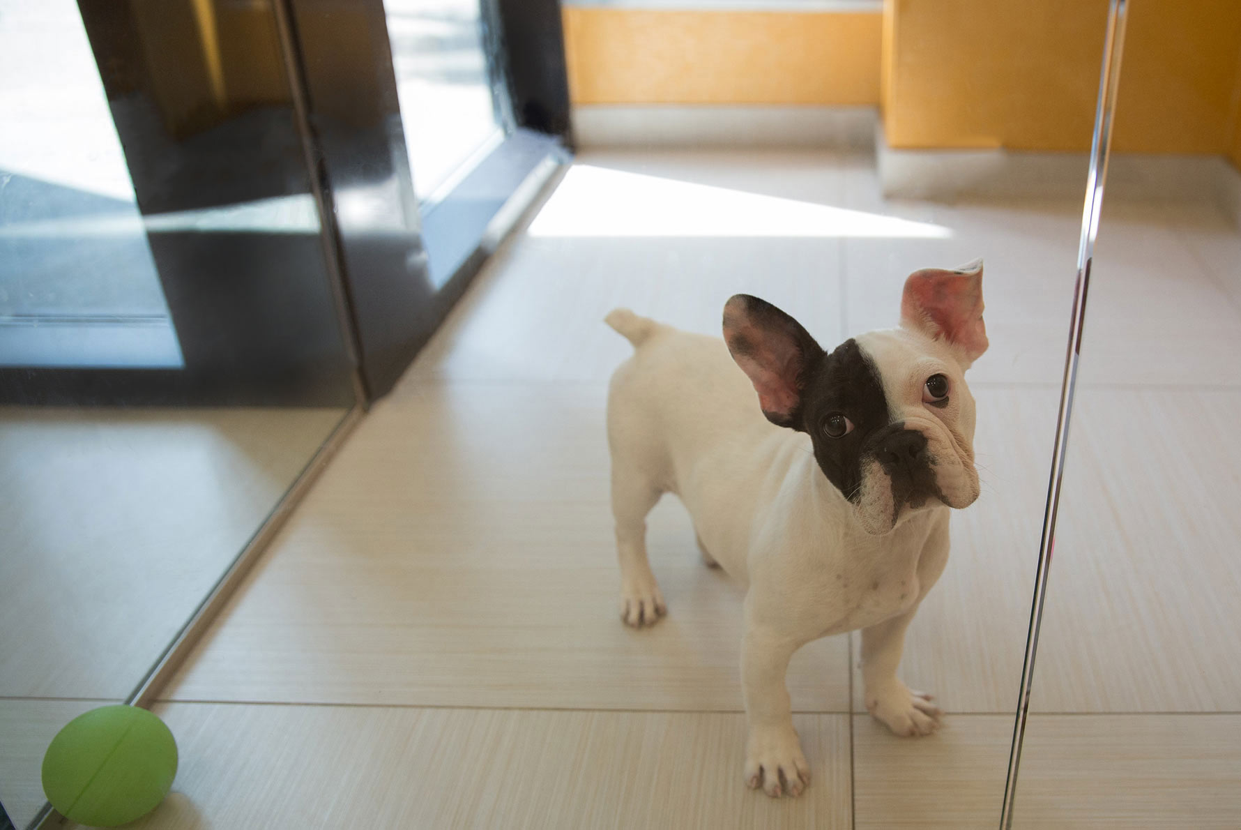 Puppy Playcare PUPS Pet Club