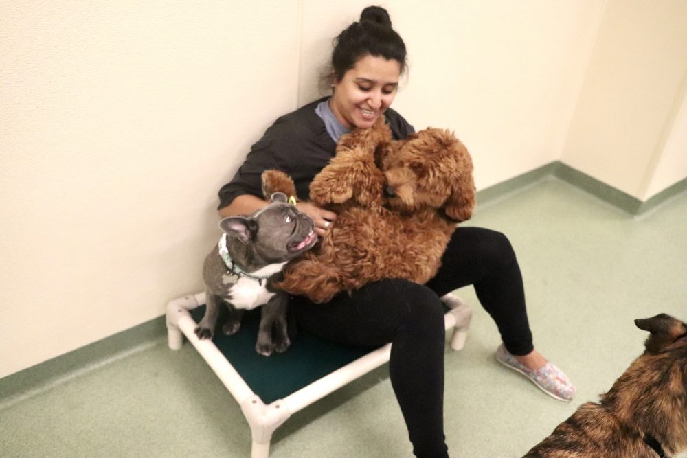 Dogs in Doggie Daycare in Wicker Park