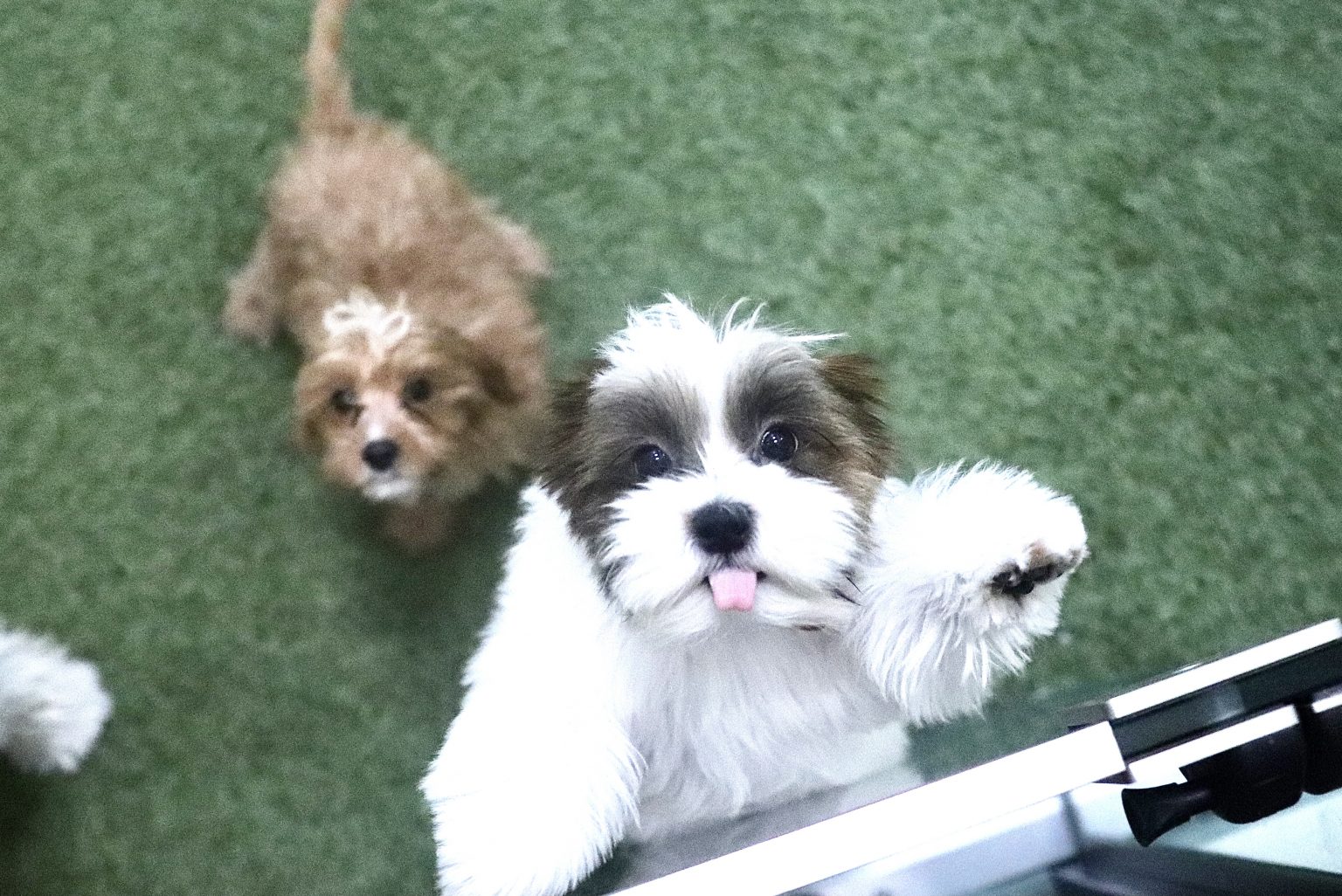 Puppy Playcare PUPS Pet Club