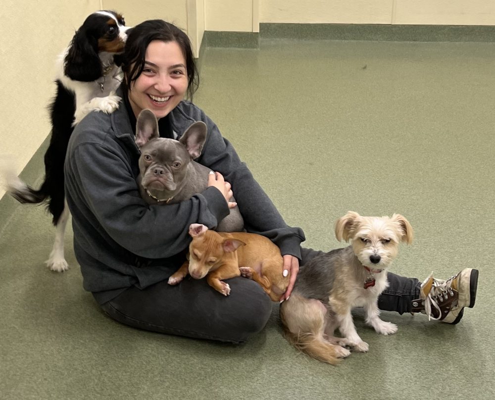 dog daycare amenities