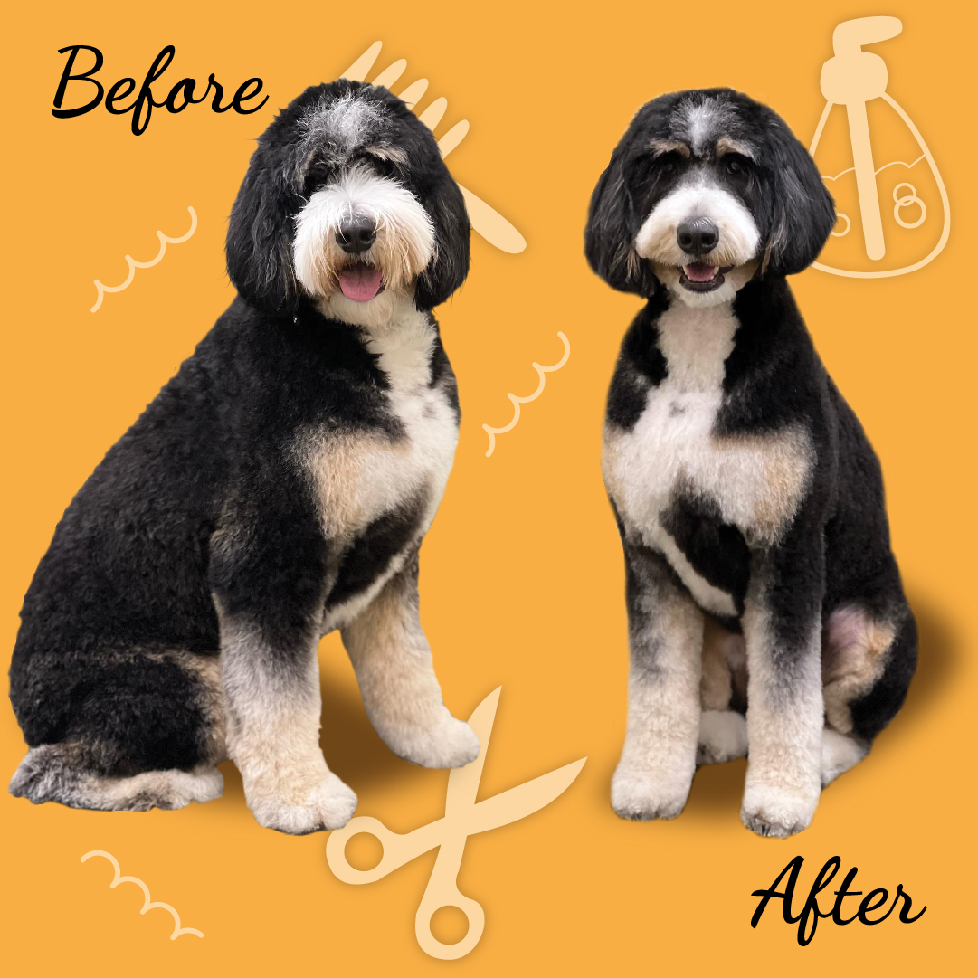 Doodle Grooming