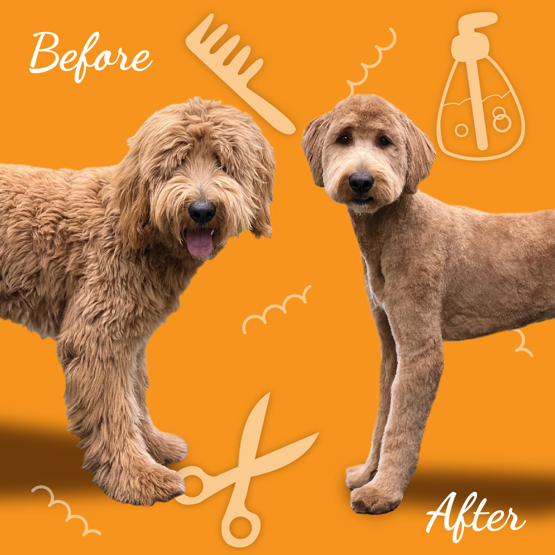 Dog Grooming Near Me