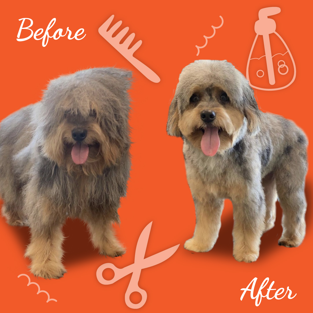 Dog Grooming Cost