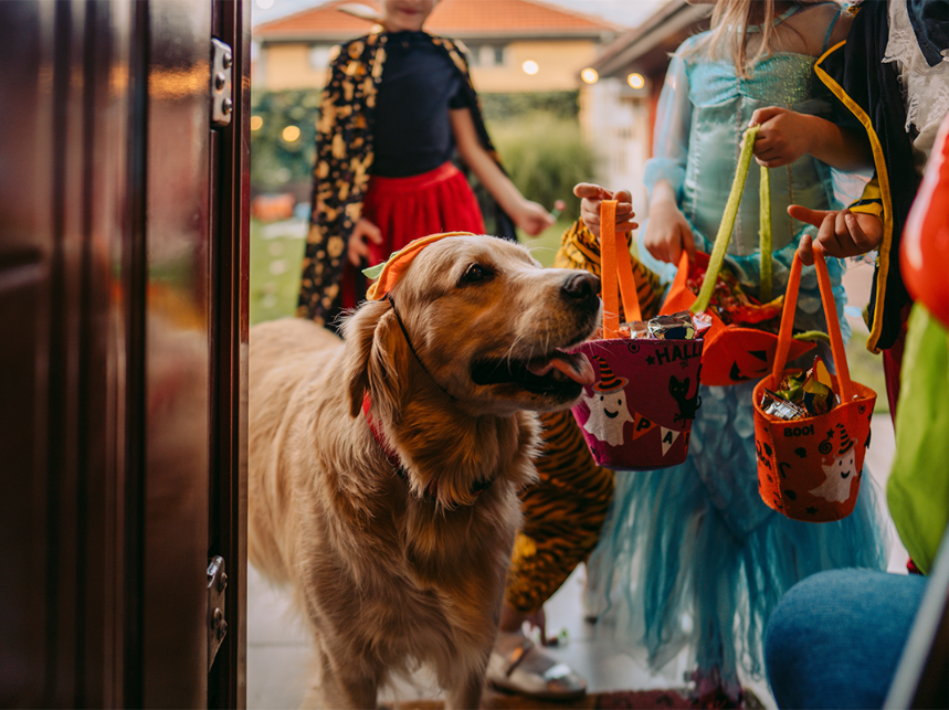 How to Keep Your Pup Safe (and Happy!) This Halloween