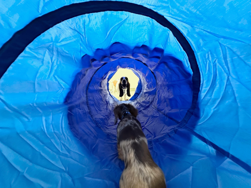 agility