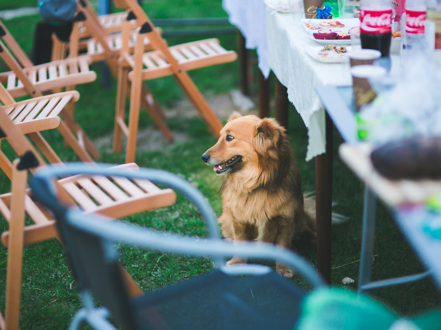 BBQ Safety: Dog-Approved Foods for Summer Fun