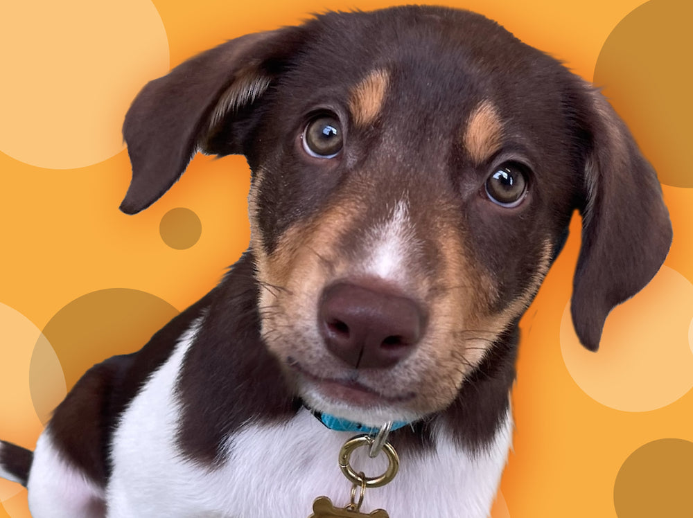 5 Stress-Free Solutions for Your Dog