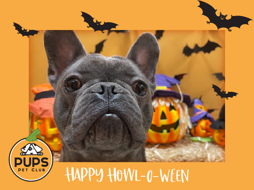 8 Halloween Safety Tips for Dogs