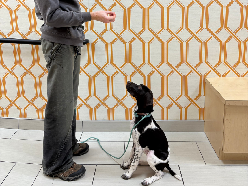 How Puppy Training Helps with Reactivity, Anxiety, Obedience, and Socialization