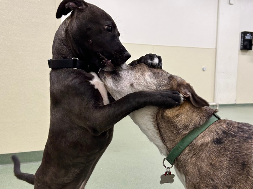 New Year’s Pet Resolutions: How PUPS Pet Club Can Help You Achieve Them