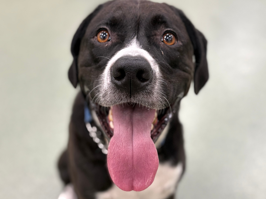 5 Ways Doggy Daycare Helps Dogs Socialize Outdoors