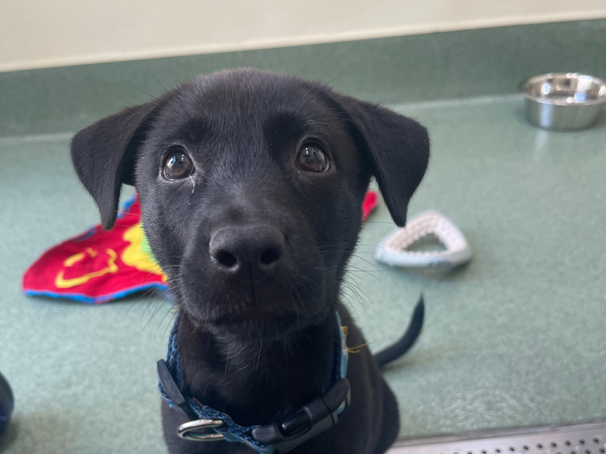 Top 5 Common Puppy Behaviors - And How to Fix Them Early