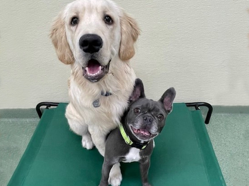 5 Ways Doggy Daycare Improves Your Dog's Social Skills
