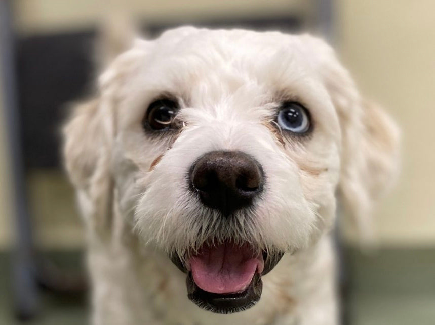 Charlie's Epic Escape: A Story of Doggy Genius at PUPS Pet Club Daycare