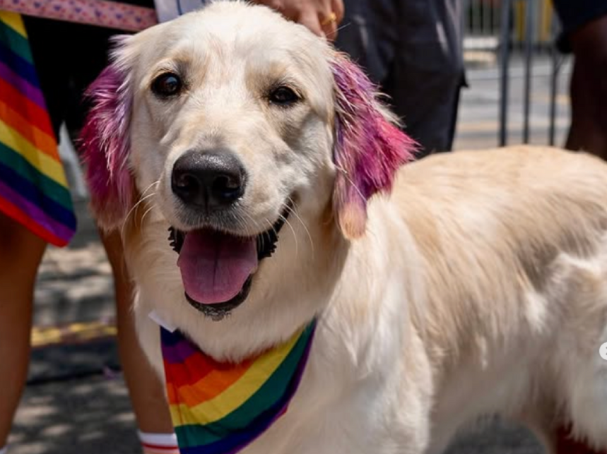 Festivals are Fun for Us - But Stressful for Our Dogs