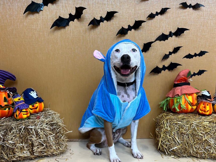 Dog Halloween Events