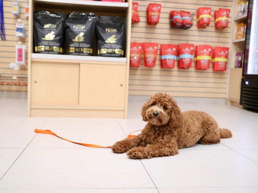 Dog Training Chicago