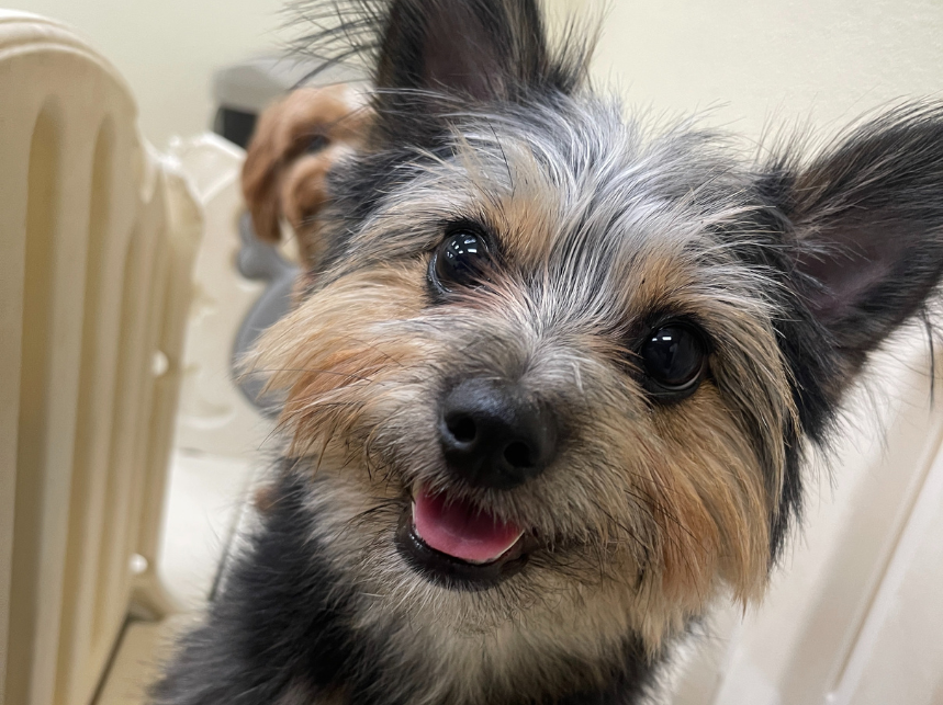 Pet Vaccinations: What We Require and Why