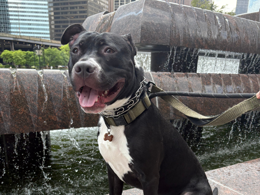 Keeping Your Dog Cool in the Summer