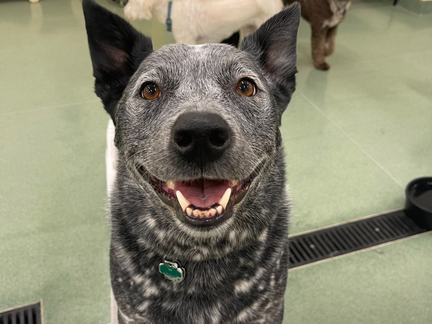 The Secret to a Happy Pup? Early and Ongoing Socialization