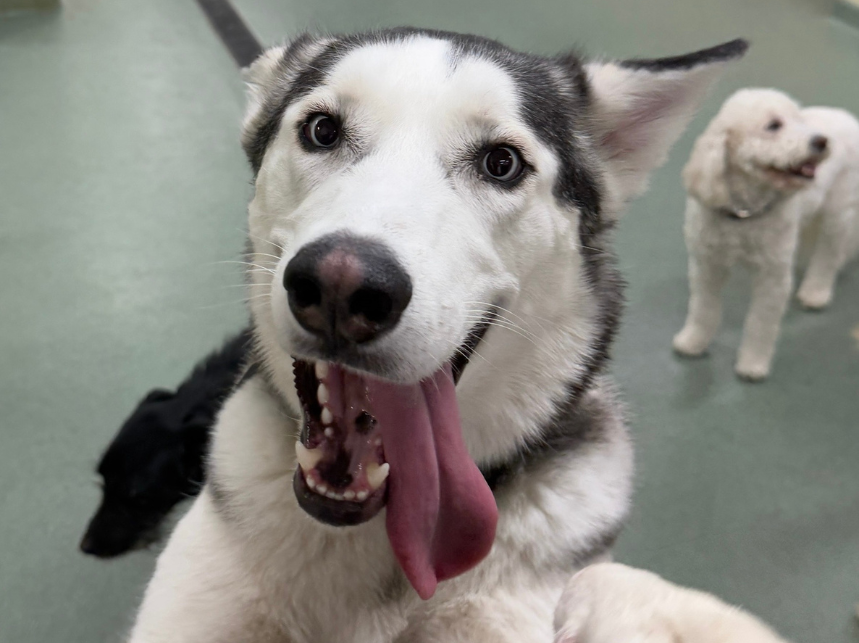 Mindful May: Supporting Your Dog’s Mental Health
