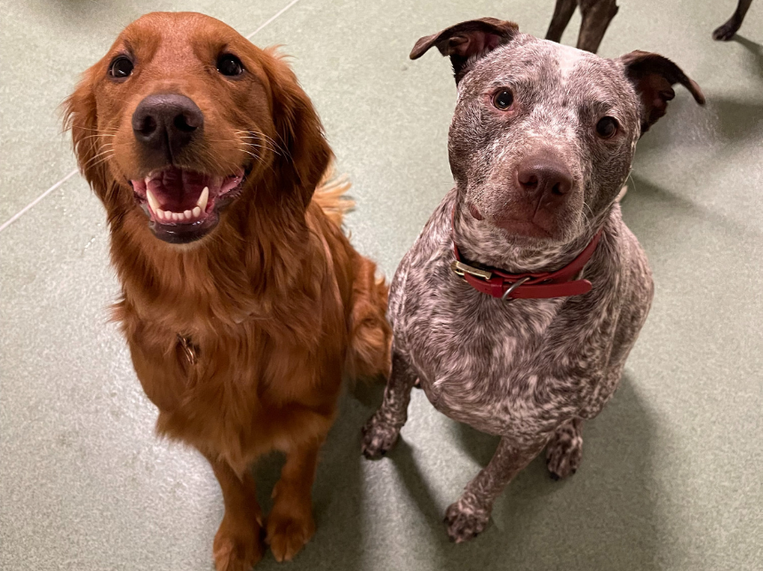 Every Day is Earth Day at PUPS Pet Club