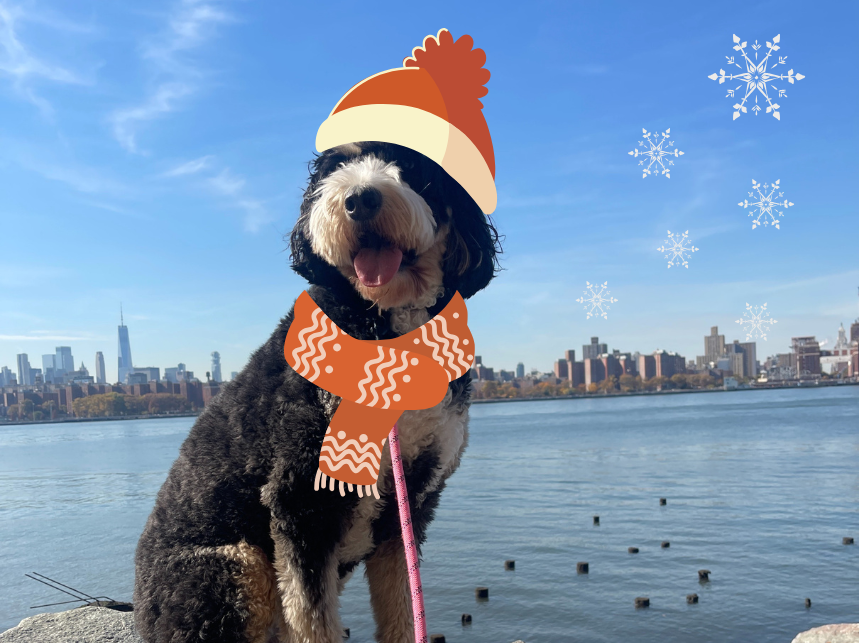 dog holiday gifts
