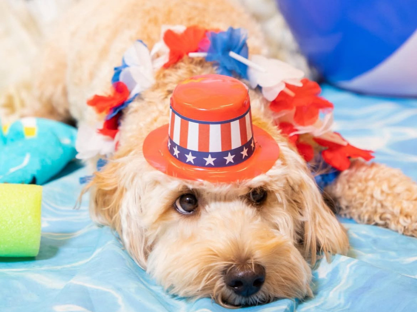 Fireworks, Fourth of July and Boarding Your Dog