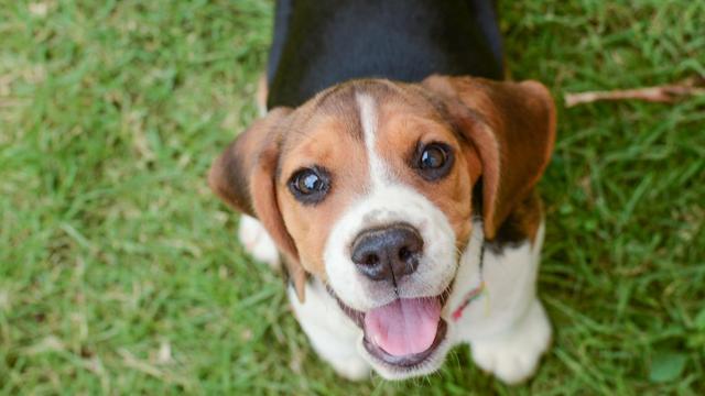 Training Tips and Tricks: Dog Communication - Why we Use Both Verbal Cues and Hand Signals