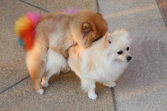 Is Your Pup Sir Hump-a-lot?