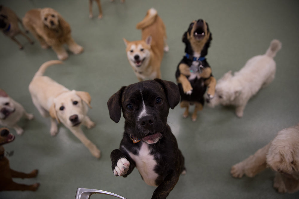 dogs playing