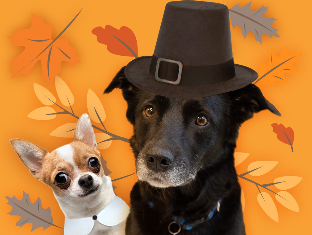 Shelter dogs