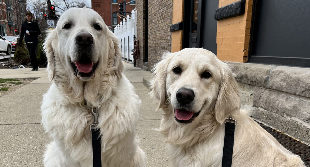 Preventative action towards flea, tick and heartworm!