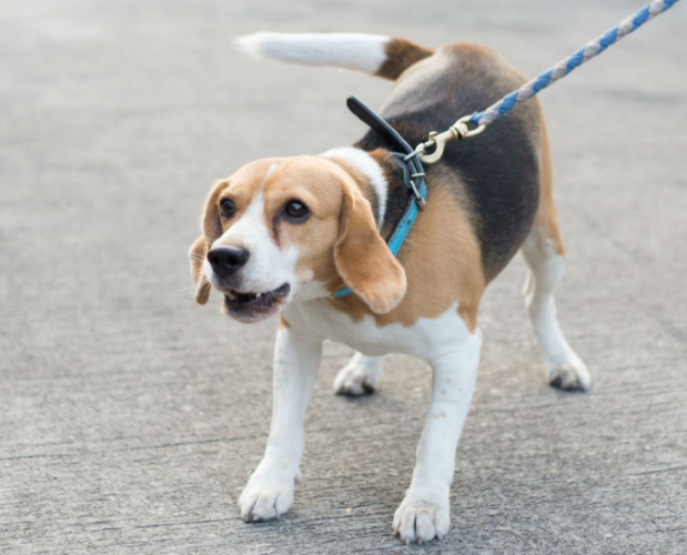 Get your dog “leash-ready” for an active and healthy spring, summer