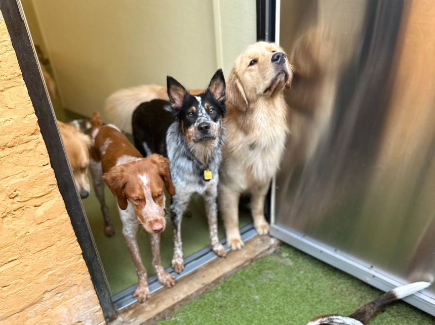 Which PUPS Pet Club Membership Is Right for You?