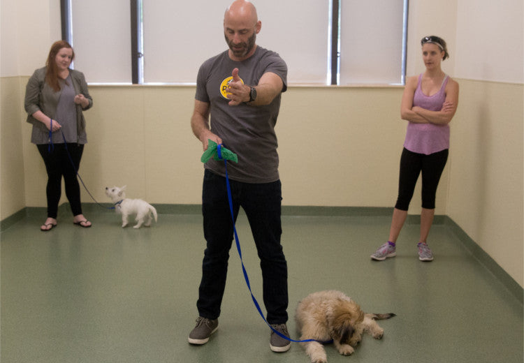 Canine Good Citizen Urban Program