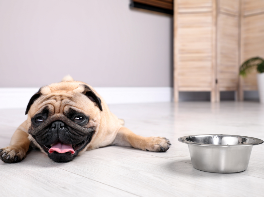 5 Tips for National Pet Hydration Month