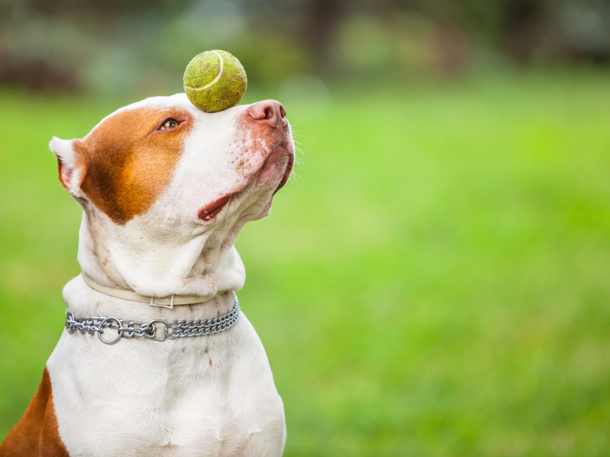 5 Ways to Train Your Dog for Spring Adventures