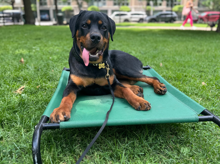 Managing Your Dog's Spring and Summer Allergies