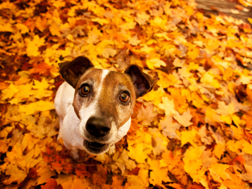 What Dogs Can Eat on Thanksgiving