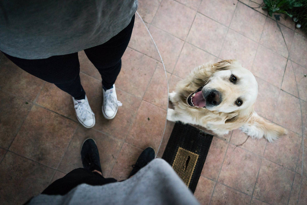 Training Tips and Tricks: Attention Seeking Behaviors