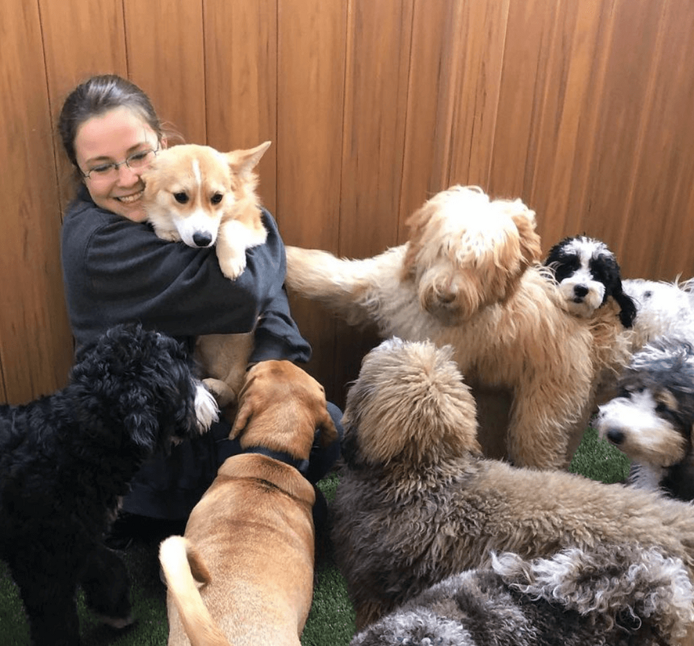 socialization for dogs