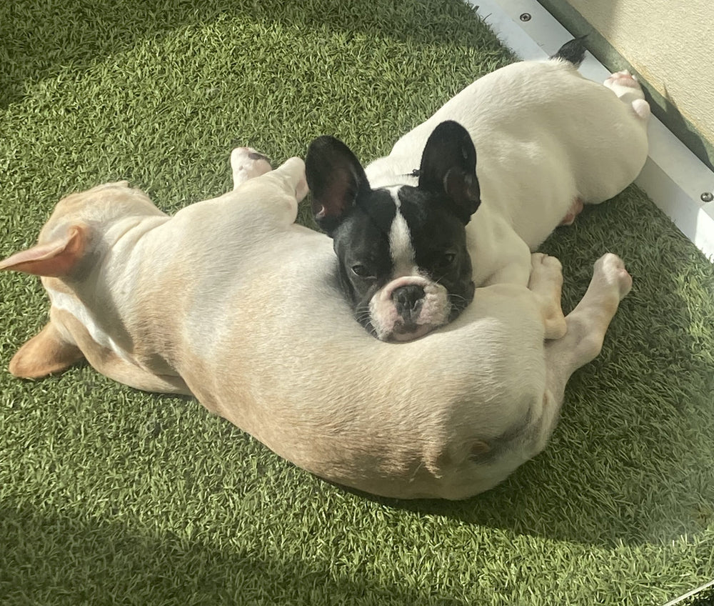 dog overnights