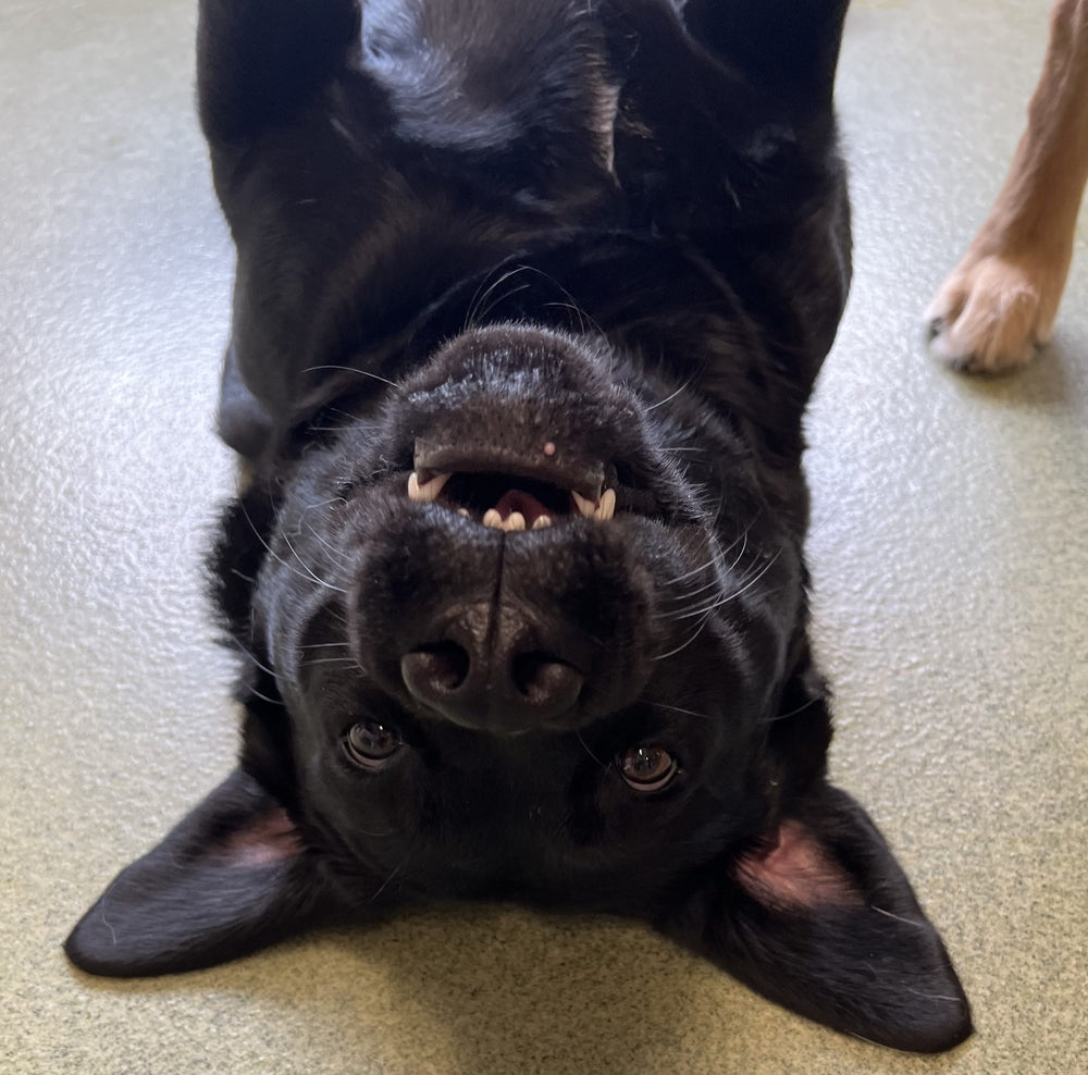 dog daycare