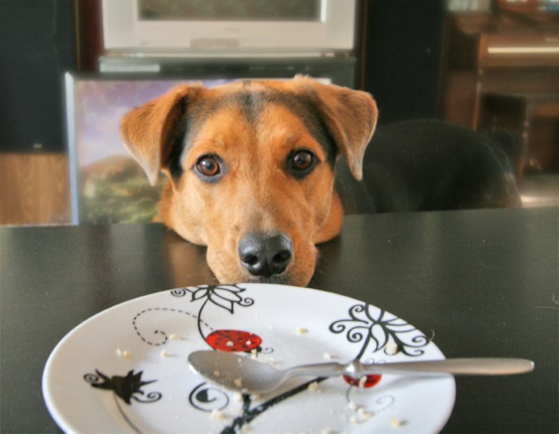 No Feeding Fido at the Table! How to Stop Your Pup from "Begging"