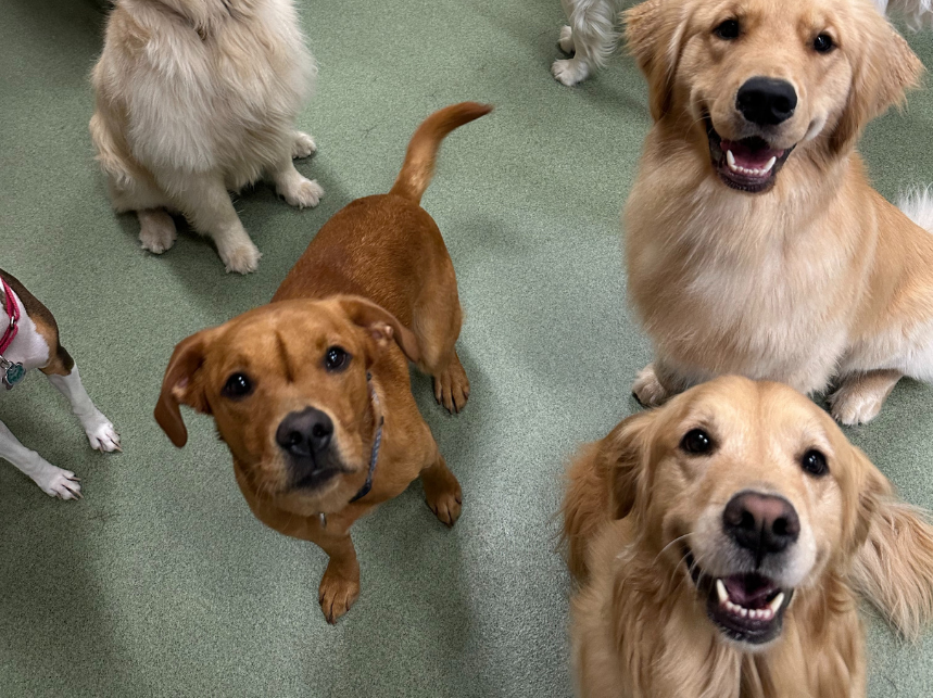 The Link Between Mental Stimulation and Better Behavior in Dogs
