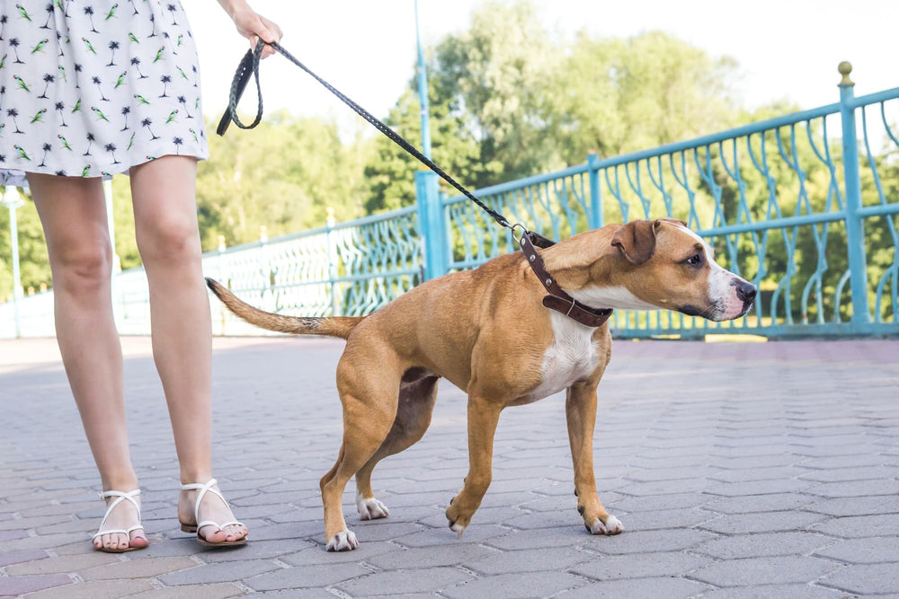 Training Tips and Tricks: Do Your Daily Walks Turn Into a Game of Tug on the Leash?