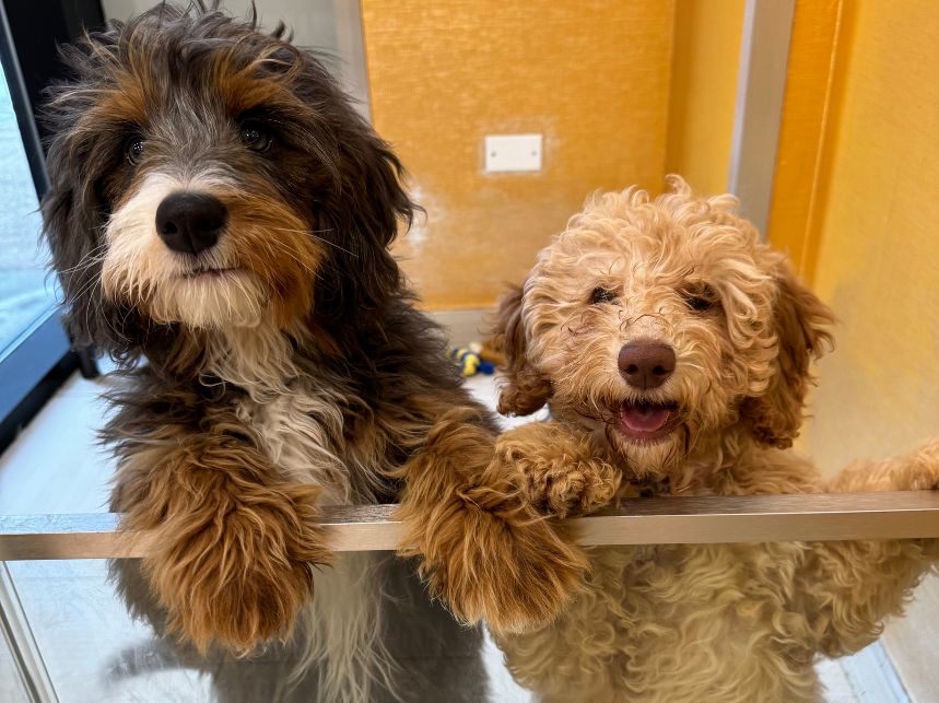 5 Ways to Keep Your Dog Socialized When It’s Too Cold to Go Outside