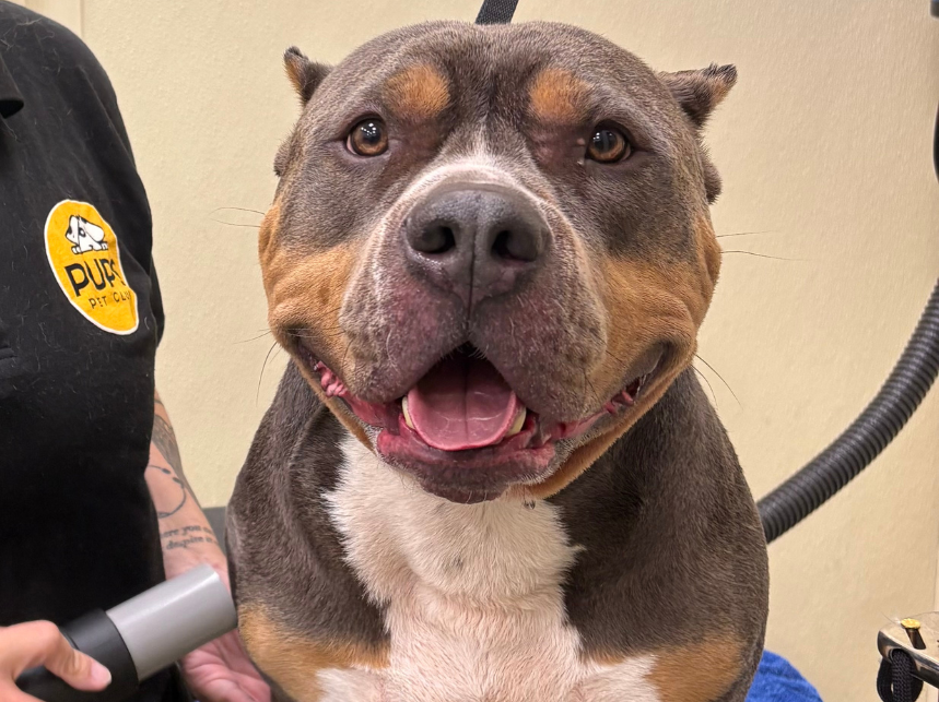 6 Signs Your Dog Needs a Summer Groom