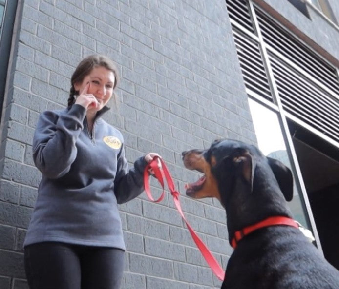 dog training